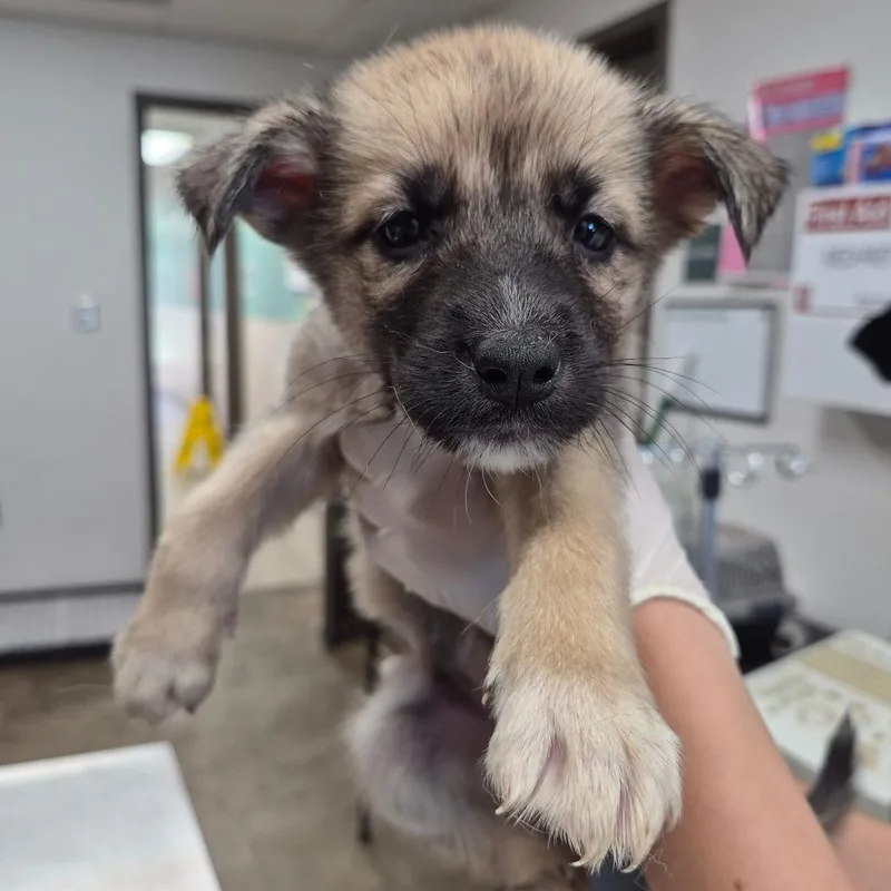 A baby small-sized female Yellow / Tan / Blond / Fawn Shepherd dog named Toodee for adoption in Cleveland, MS