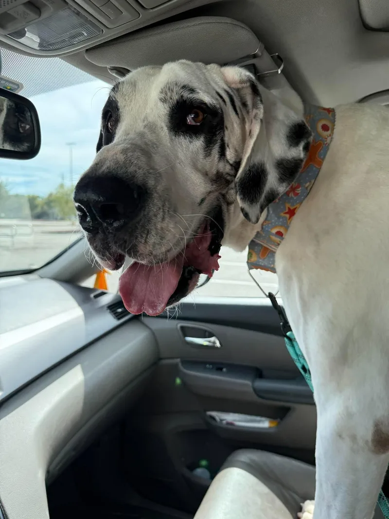 An adult extra large-sized male Great Dane dog named Denver for adoption in Pensacola, FL