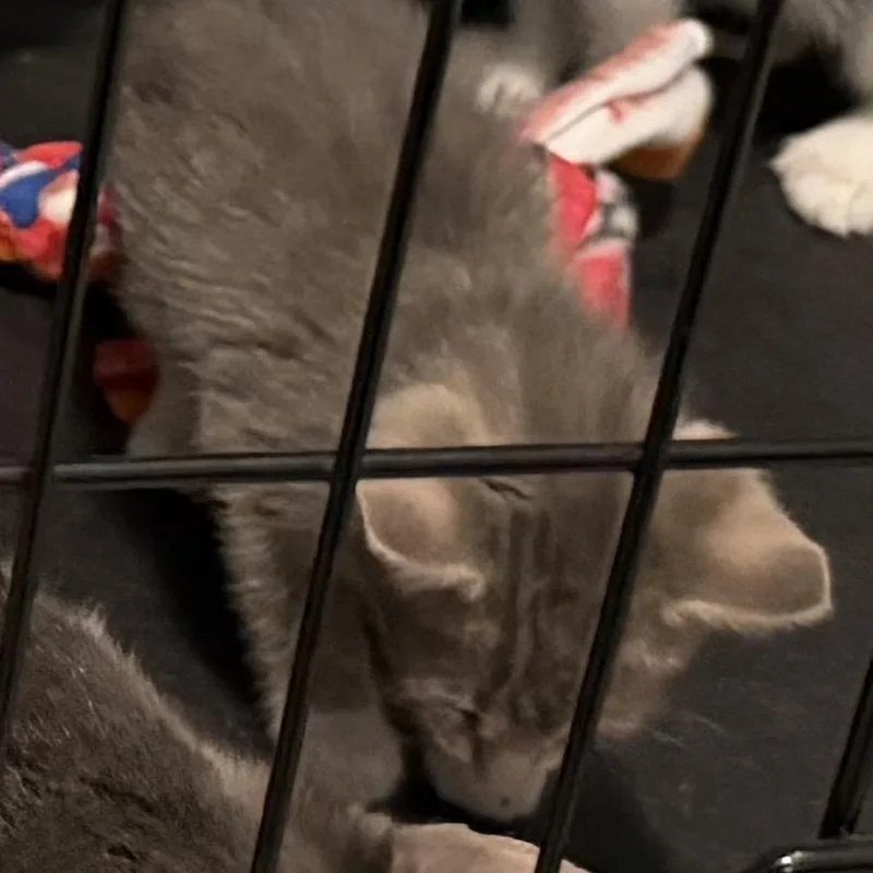 A baby small-sized female Gray / Blue / Silver Domestic Short Hair cat named Peanut for adoption in Springfield, IL