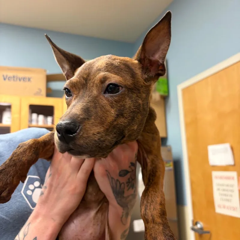 A young small-sized female Brindle Mixed Breed dog named Miley for adoption in Chattanooga, TN