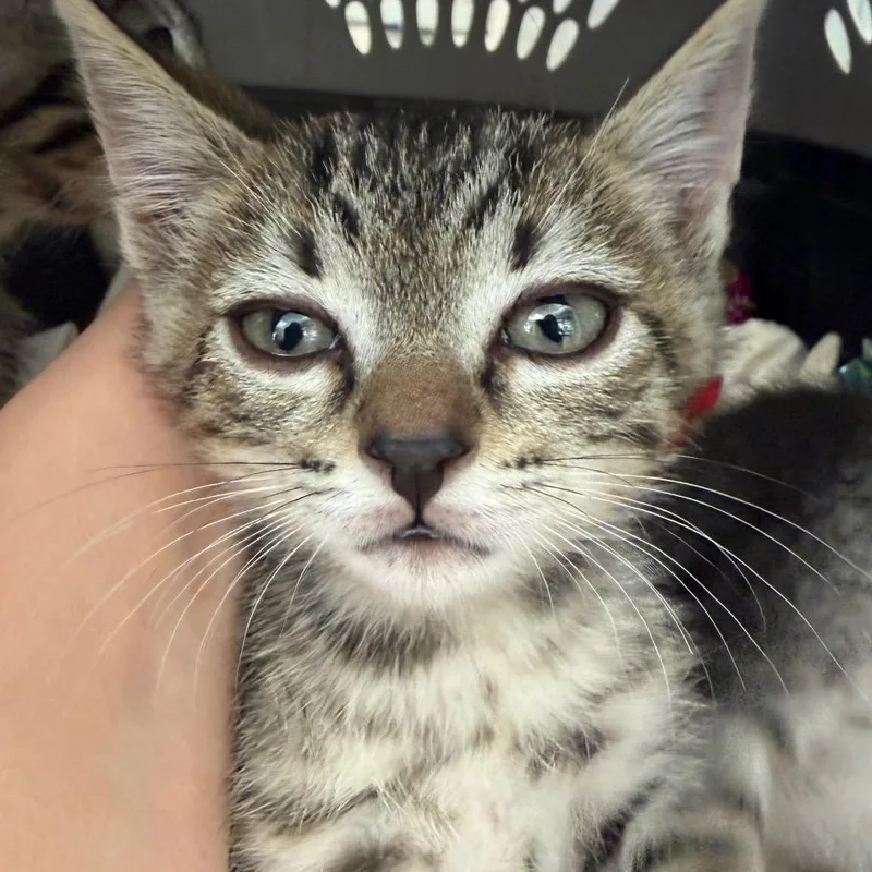 A baby small-sized male Gray / Blue / Silver Domestic Short Hair cat named Tiger for adoption in Fort Bragg, CA