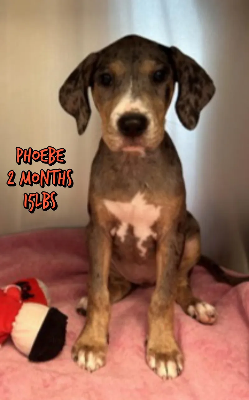 A baby medium-sized female Mixed Breed dog named Phoebe for adoption in Holbrook, NY