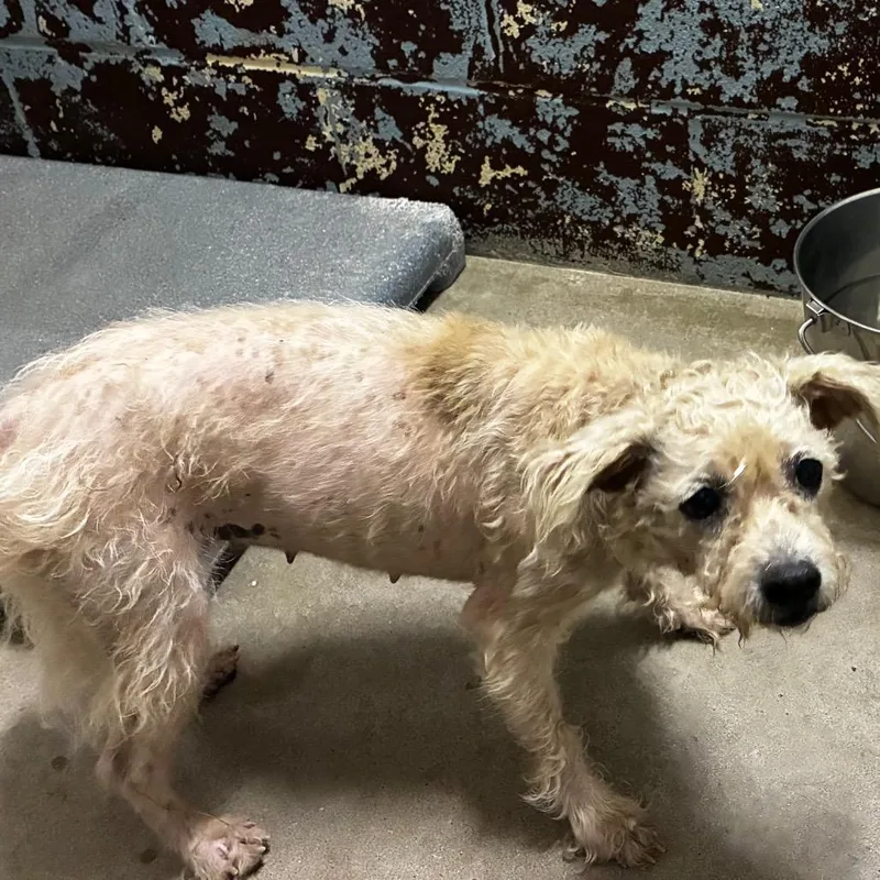 An adult small-sized female White / Cream Standard Poodle dog named Eloise for adoption in Pine Bluff, AR