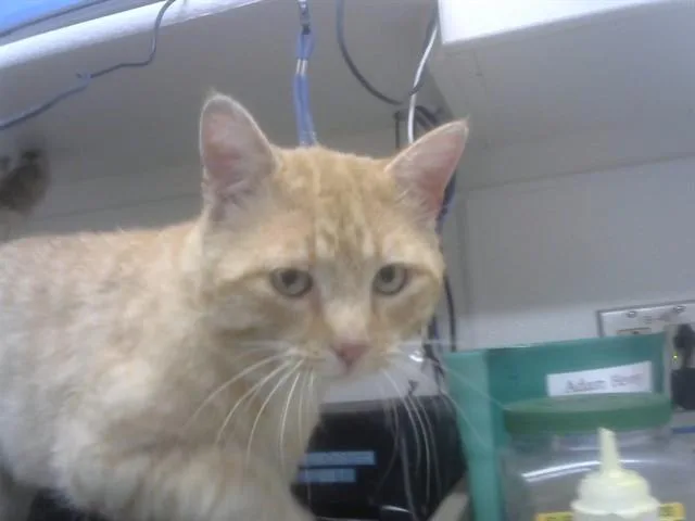 A young small-sized male Domestic Short Hair cat named Bob for adoption in Albuquerque, NM