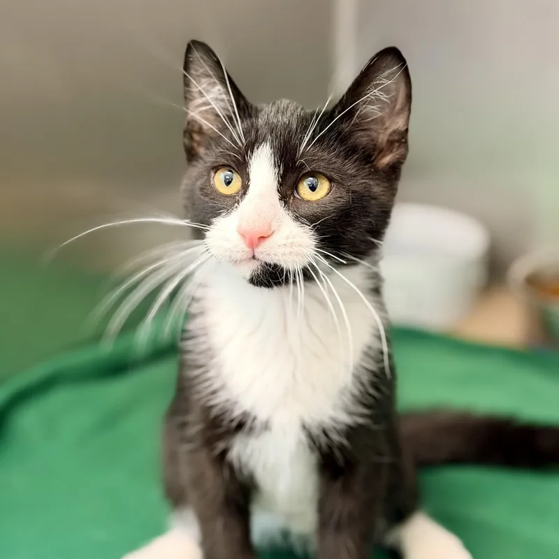A baby medium-sized male Black & White / Tuxedo Domestic Short Hair cat named Rowan for adoption in Jackson, NJ