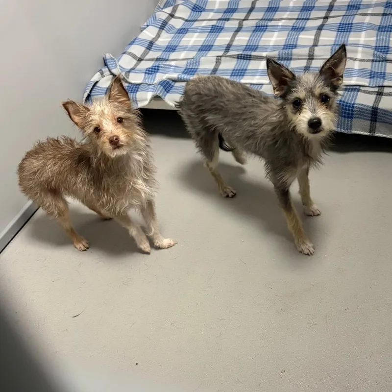 A baby small-sized female Yellow / Tan / Blond / Fawn Terrier dog named Winnie for adoption in Fredericksburg, TX