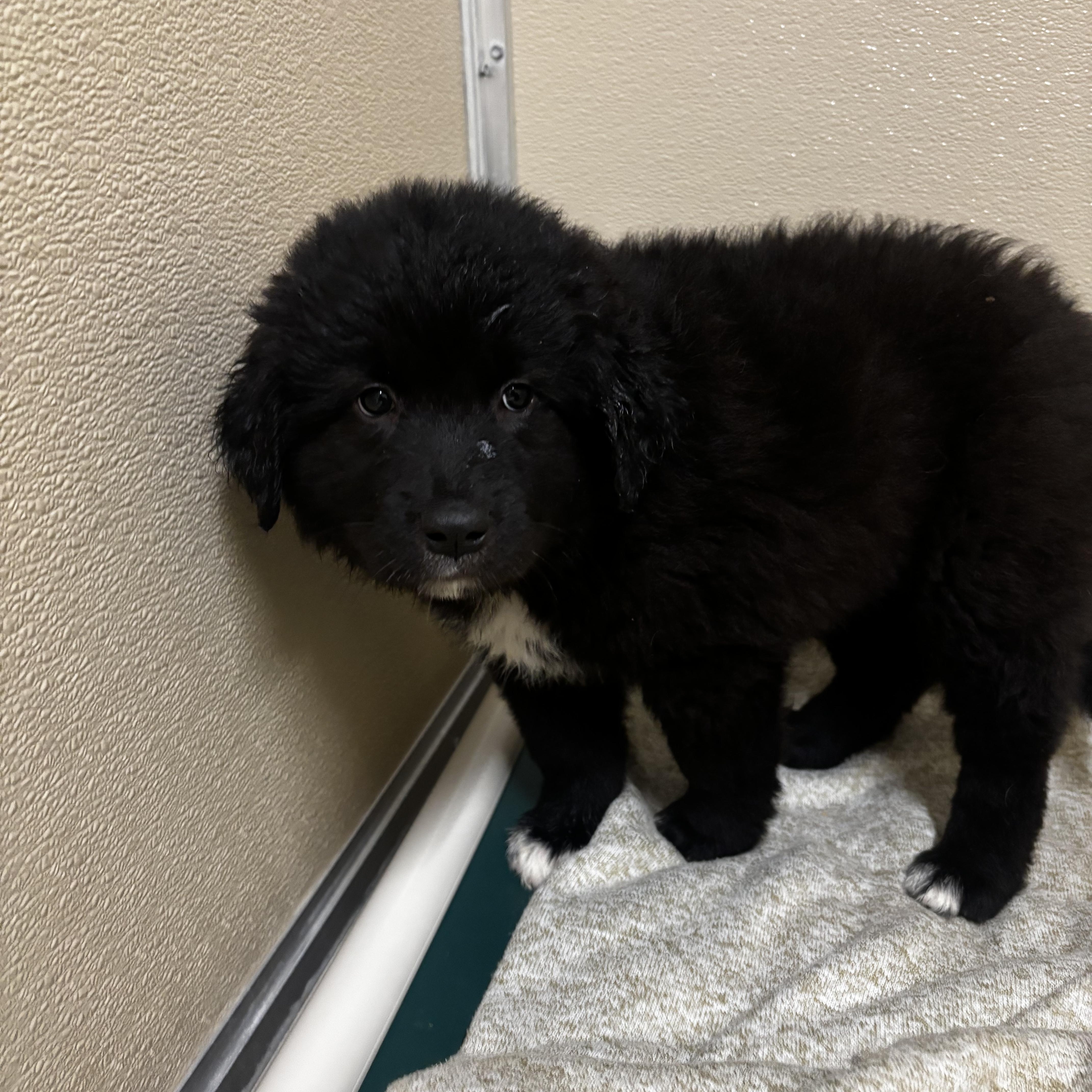 A baby large-sized female Black Border Collie dog named Andes for adoption in Dodgeville, WI