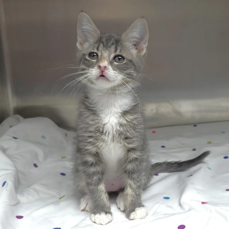 A baby small-sized female Gray / Blue / Silver Domestic Short Hair cat named Elle for adoption in Michigan City, IN