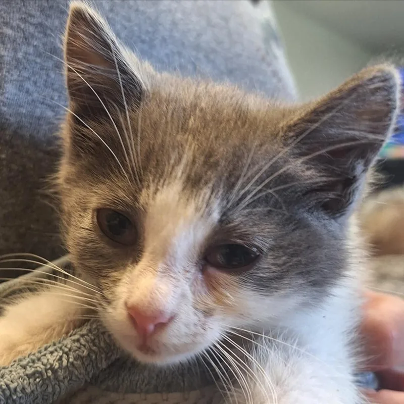 A young small-sized male Gray & White Domestic Medium Hair cat named Sterling for adoption in Indiana, PA