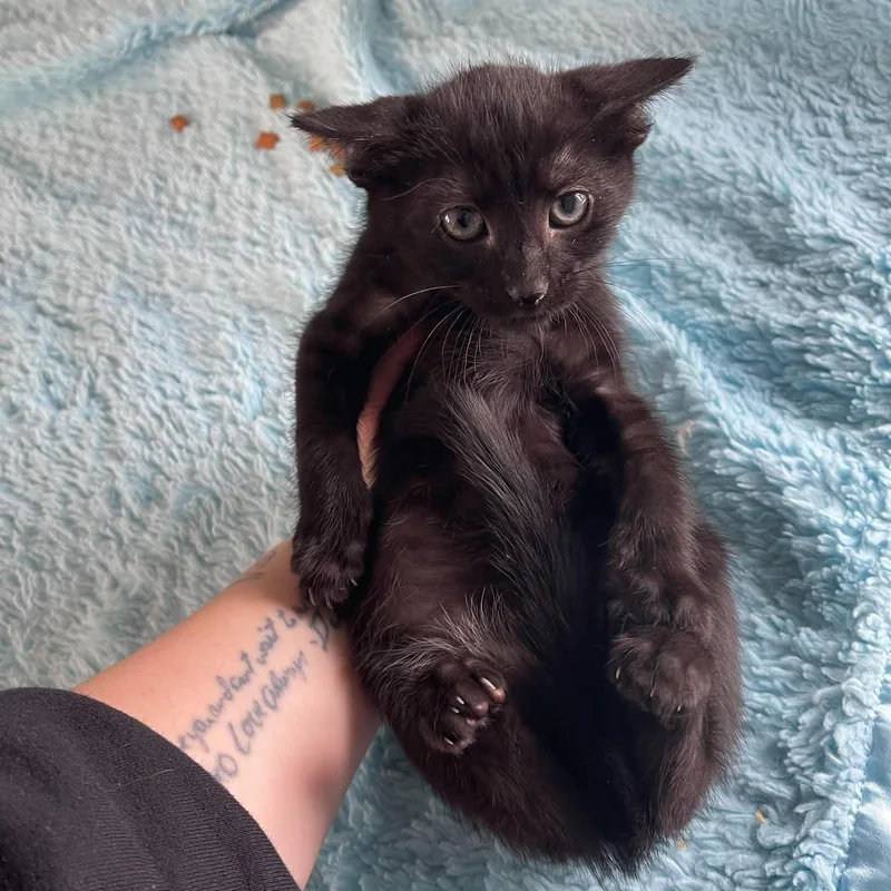 A baby medium-sized male Black Domestic Short Hair cat named Mojito for adoption in Scranton, PA