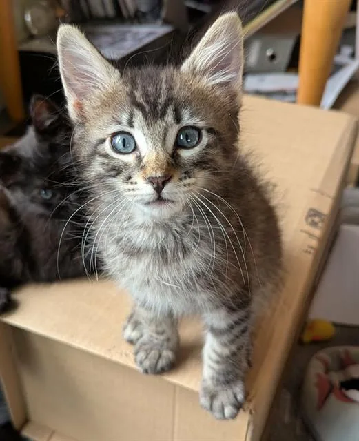 Chewy