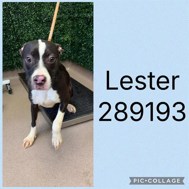 A young medium-sized male Mixed Breed dog named Lester for adoption in Macon, GA