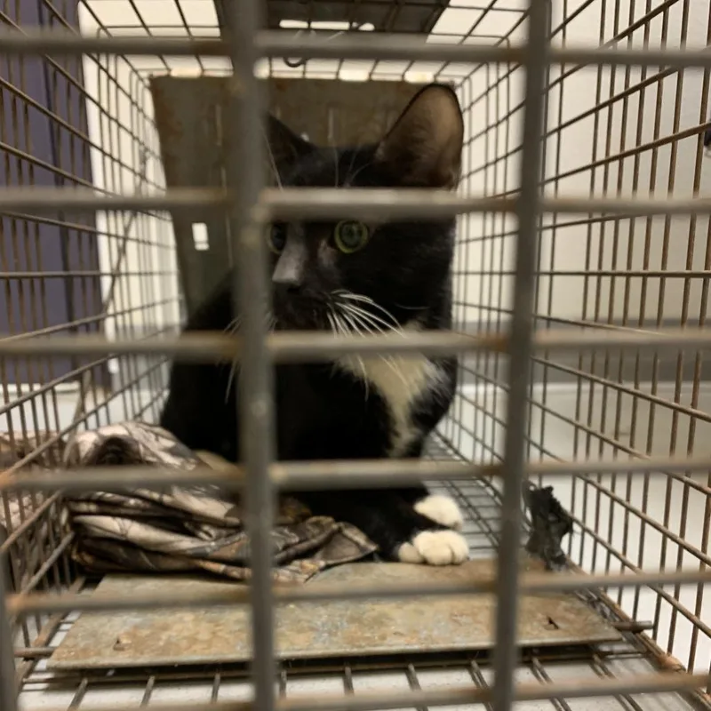 An adult medium-sized male Black Domestic Short Hair cat named Rohan for adoption in Charlottesville, VA