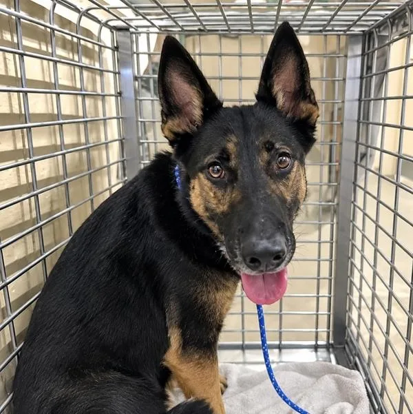 A young large-sized female German Shepherd Dog named Greta for adoption in Austin, TX