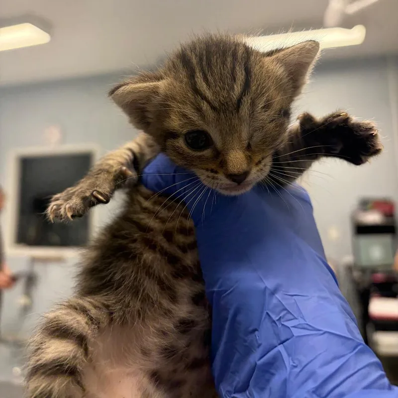 A baby small-sized female Black Domestic Short Hair cat named Lucy for adoption in Milton, FL
