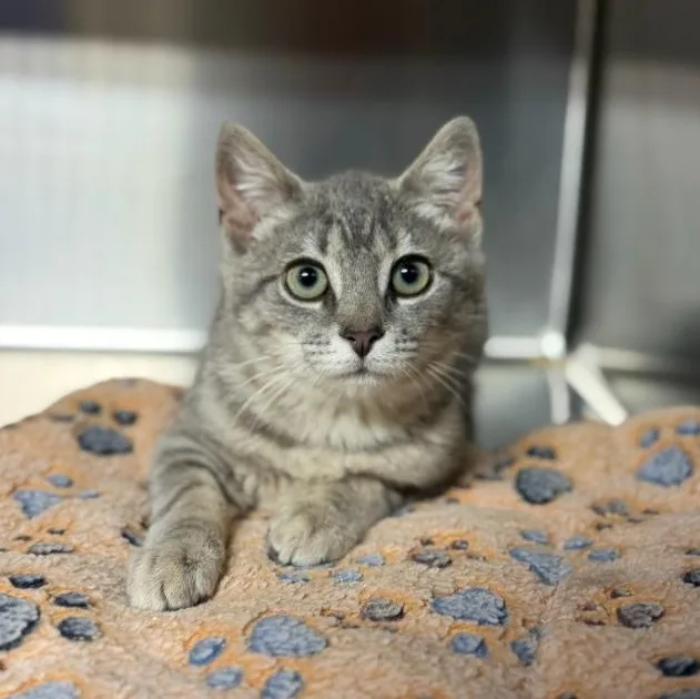 A young small-sized female Domestic Short Hair cat named Carpool Cam for adoption in Wayne, NJ
