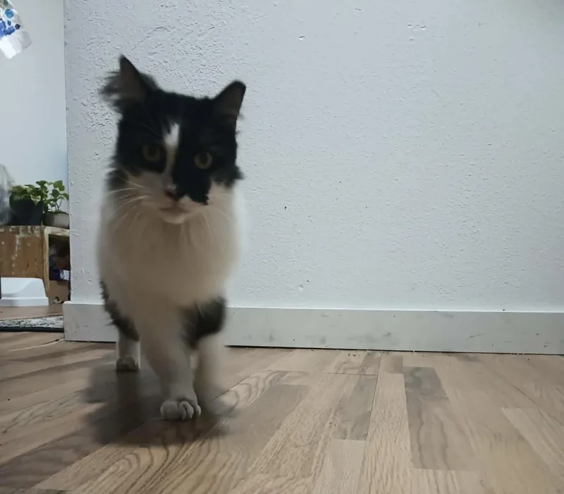 An adult medium-sized female Domestic Long Hair cat named Arwen Longtail for adoption in Chandler, AZ