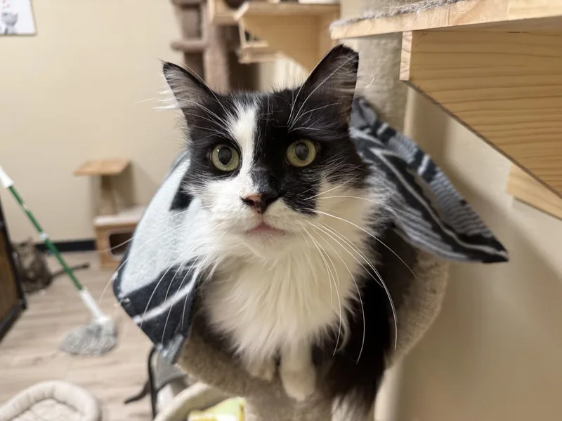Arwen Longtail thumbnail 2