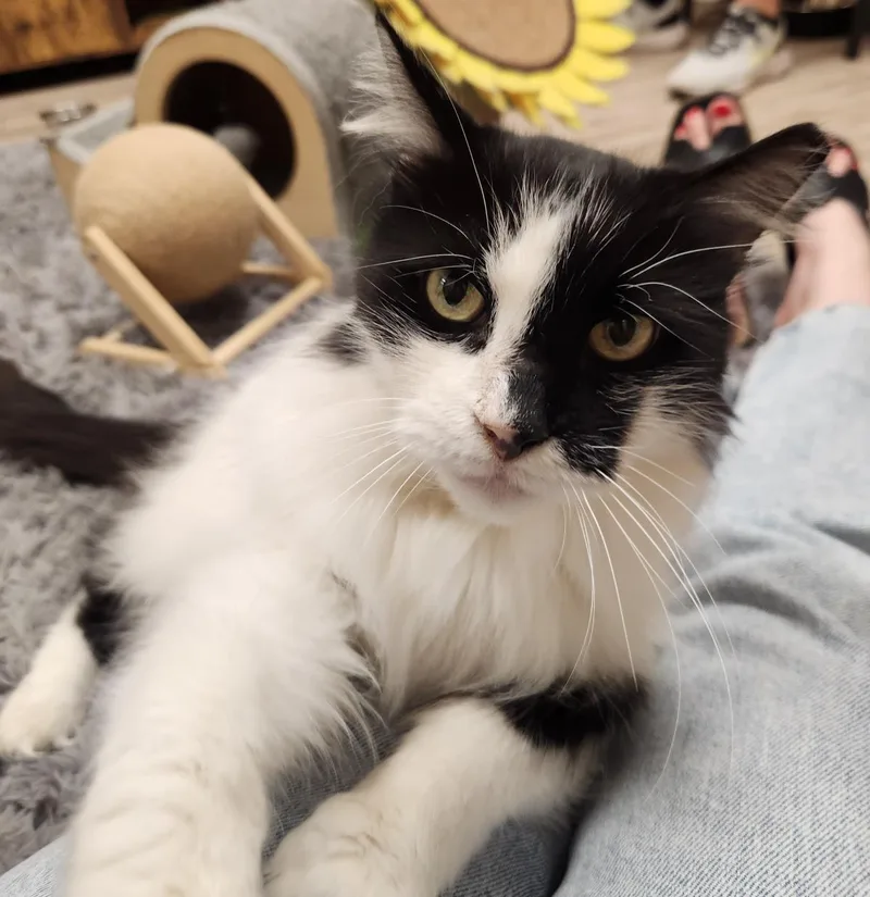 Arwen Longtail thumbnail 3