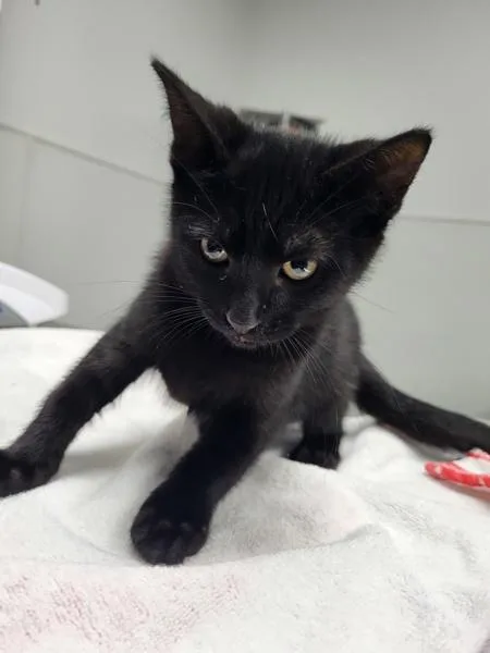 A baby small-sized male Domestic Short Hair cat named Nf Nicolo for adoption in Lawrenceville, GA