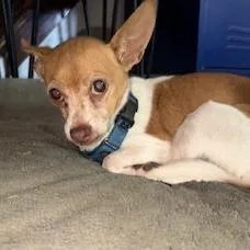 A senior small-sized female White / Cream Chihuahua dog named Kassie for adoption in Staten Island, NY