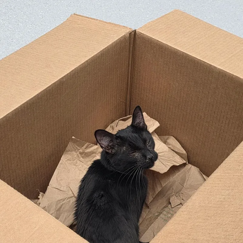 Curly Bill thumbnail 2