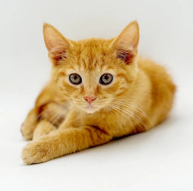 A baby small-sized male Tabby (Orange / Red) Tabby cat named Andy is a dorky for adoption in Bedford Hills, NY