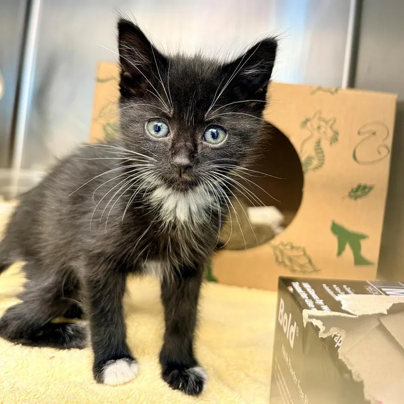 A baby small-sized female Black Domestic Short Hair cat named Tequila for adoption in Palm Springs, CA
