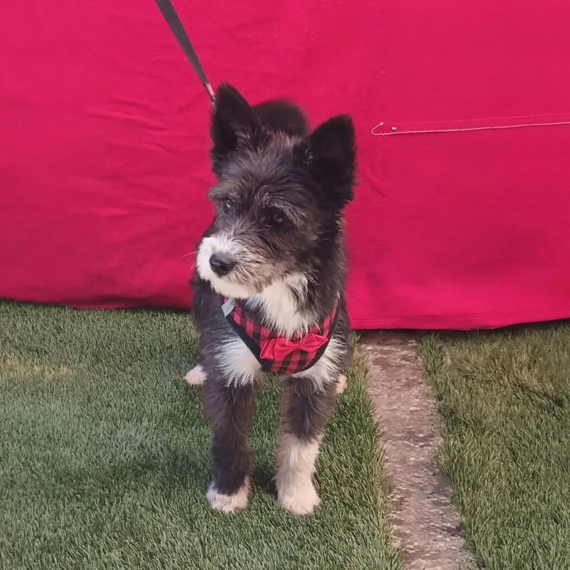 An adult small-sized female Terrier dog named Kira for adoption in San Diego, CA