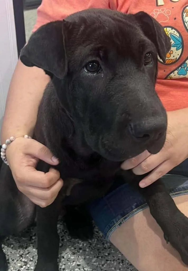 A baby medium-sized male Shar-Pei dog named Bightburn for adoption in Republic, MO
