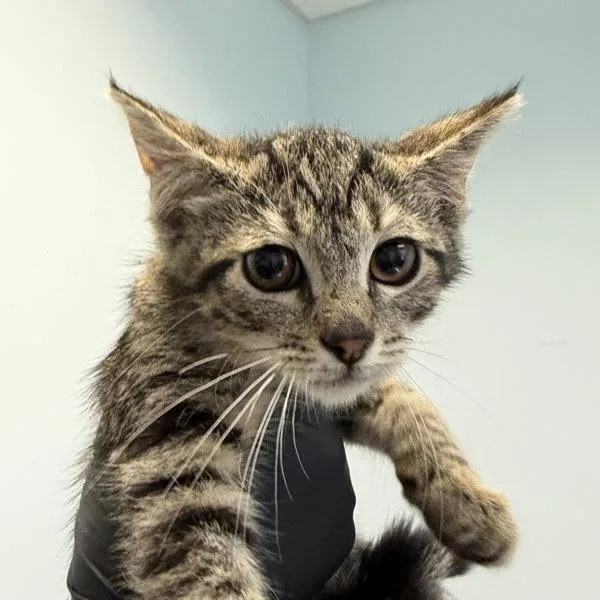 A baby small-sized male Domestic Short Hair cat named Oliver Poppington for adoption in San Diego, CA