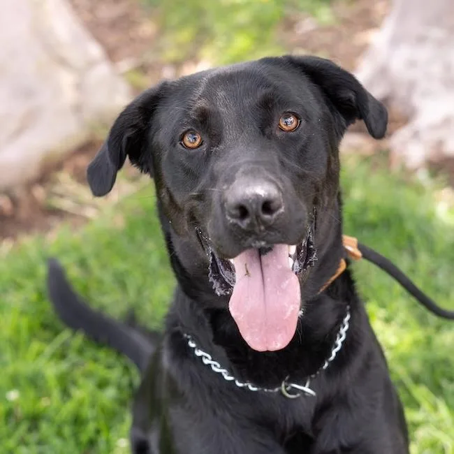 An adult extra large-sized male Labrador Retriever dog named Bodie for adoption in San Diego, CA