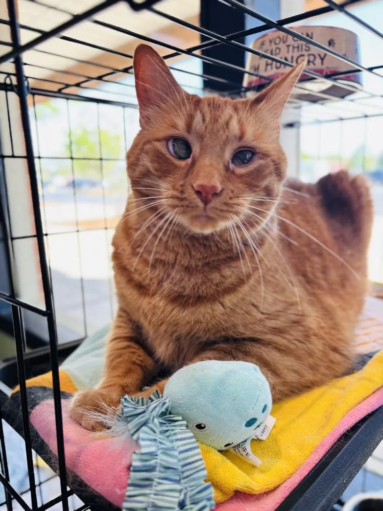An adult large-sized male Tabby (Orange / Red) Domestic Short Hair cat named Oliver for adoption in Milton, DE