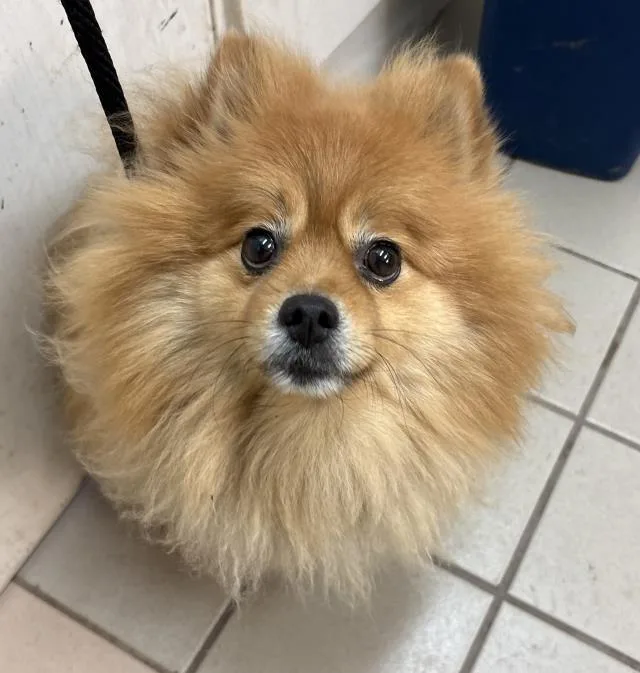 An adult small-sized male Pomeranian dog named Nikki for adoption in Santa Barbara, CA