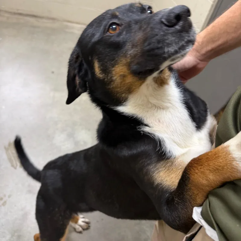 An adult medium-sized male Brown / Chocolate Shepherd dog named Sean for adoption in Henderson, KY