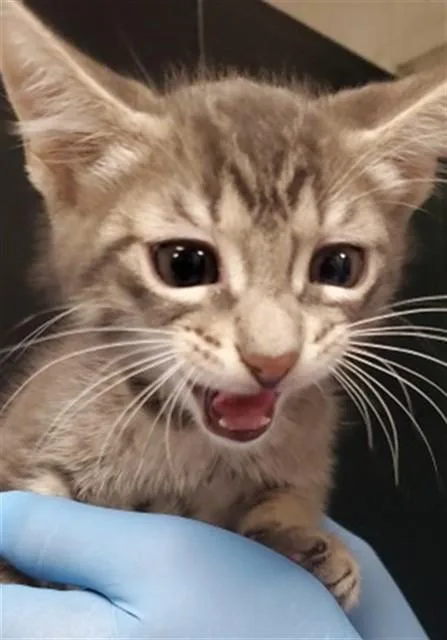 A baby small-sized male Domestic Short Hair cat named Alton for adoption in San Bernardino, CA