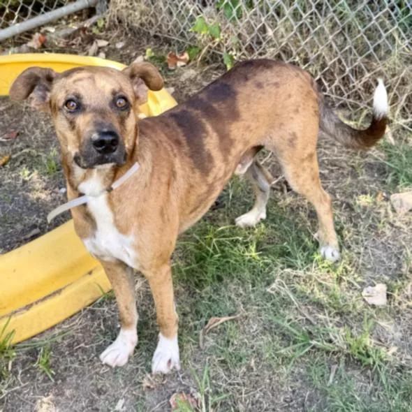 A young large-sized male Staffordshire Bull Terrier dog named Danny for adoption in Houston, TX