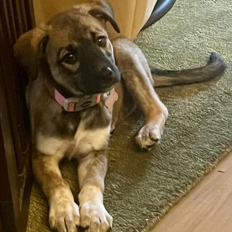 A baby small-sized female Brindle Plott Hound dog named Winnie for adoption in Ferndale, MI