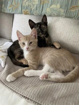 A young small-sized female Domestic Short Hair cat named B Lucy for adoption in North Charleston, SC