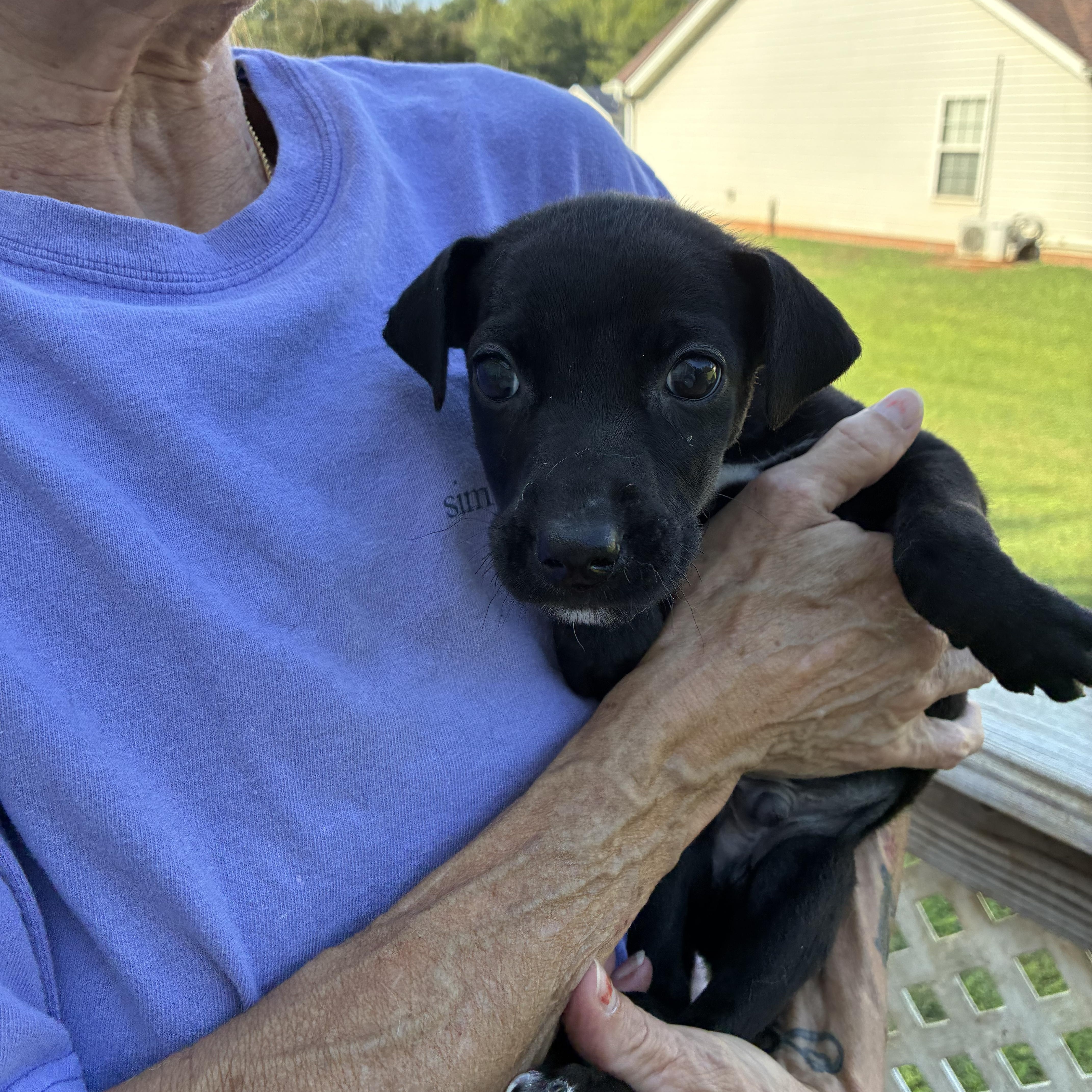 A baby small-sized male Terrier dog named Spanky for adoption in Woodruff, SC
