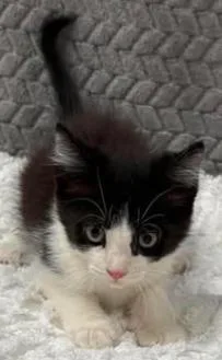 A baby small-sized male Domestic Short Hair cat named Gibby for adoption in Lampasas, TX