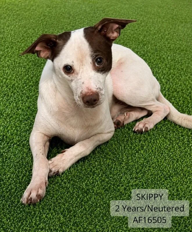 An adult medium-sized male White / Cream Chihuahua dog named Skippy for adoption in Supply, NC