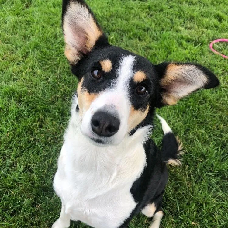 An adult medium-sized female Black Mixed Breed dog named Gemma for adoption in Archbold , OH