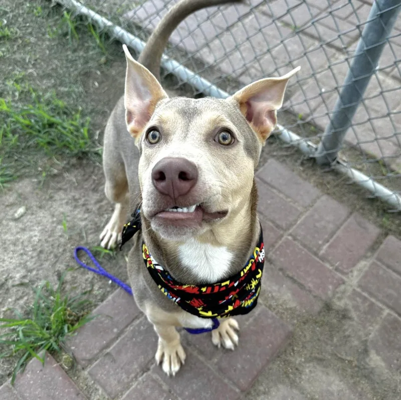 A young medium-sized male Terrier dog named Hercules for adoption in Longview, TX