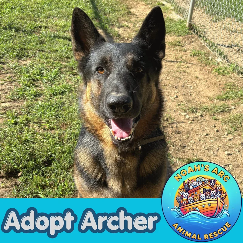 An adult large-sized male German Shepherd Dog dog named Archer for adoption in Talbott, TN