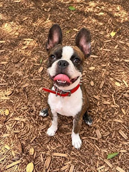 An adult small-sized male Boston Terrier dog named Tank for adoption in Cumming, GA