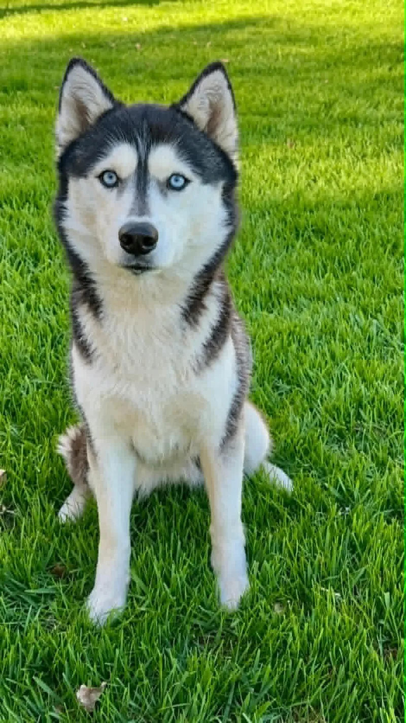 A young medium-sized female Mixed Breed dog named Echo for adoption in Shelburne, VT