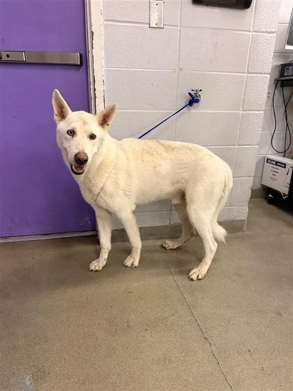 An adult large-sized male German Shepherd Dog dog named Marco for adoption in Houston, TX