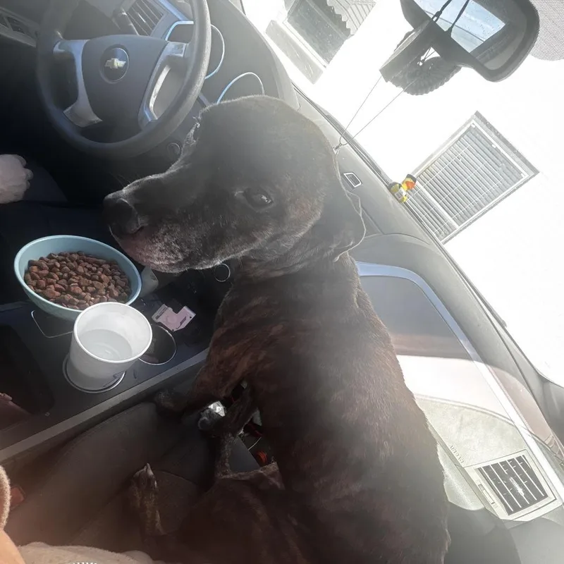 An adult medium-sized female Brindle Mixed Breed dog named TNGCStray for adoption in Pulaski, TN