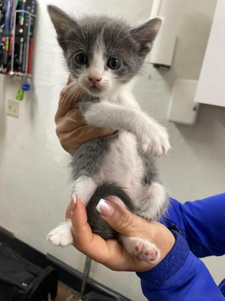 A baby small-sized female Domestic Short Hair cat named Apricot for adoption in Chico, CA